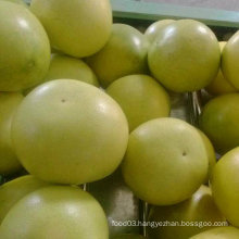 Exported Standard Quality of Fresh Honey Pomelp